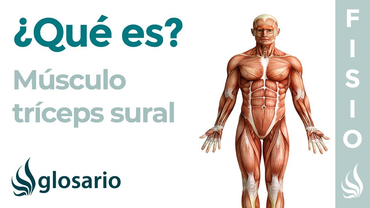 triceps sural musculos que lo forman