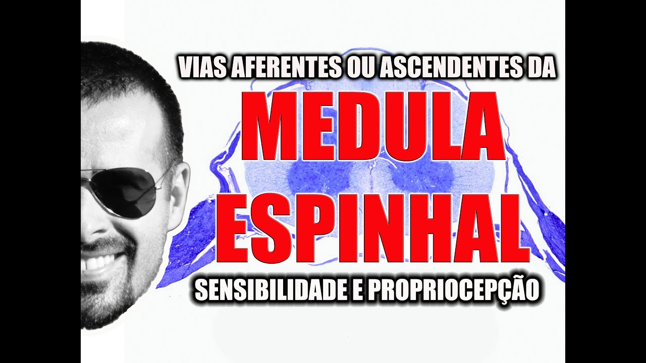 vias ascendentes de la medula espinal