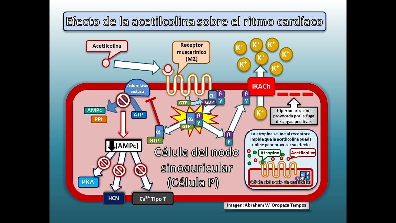 accion de la acetilcolina en el corazon
