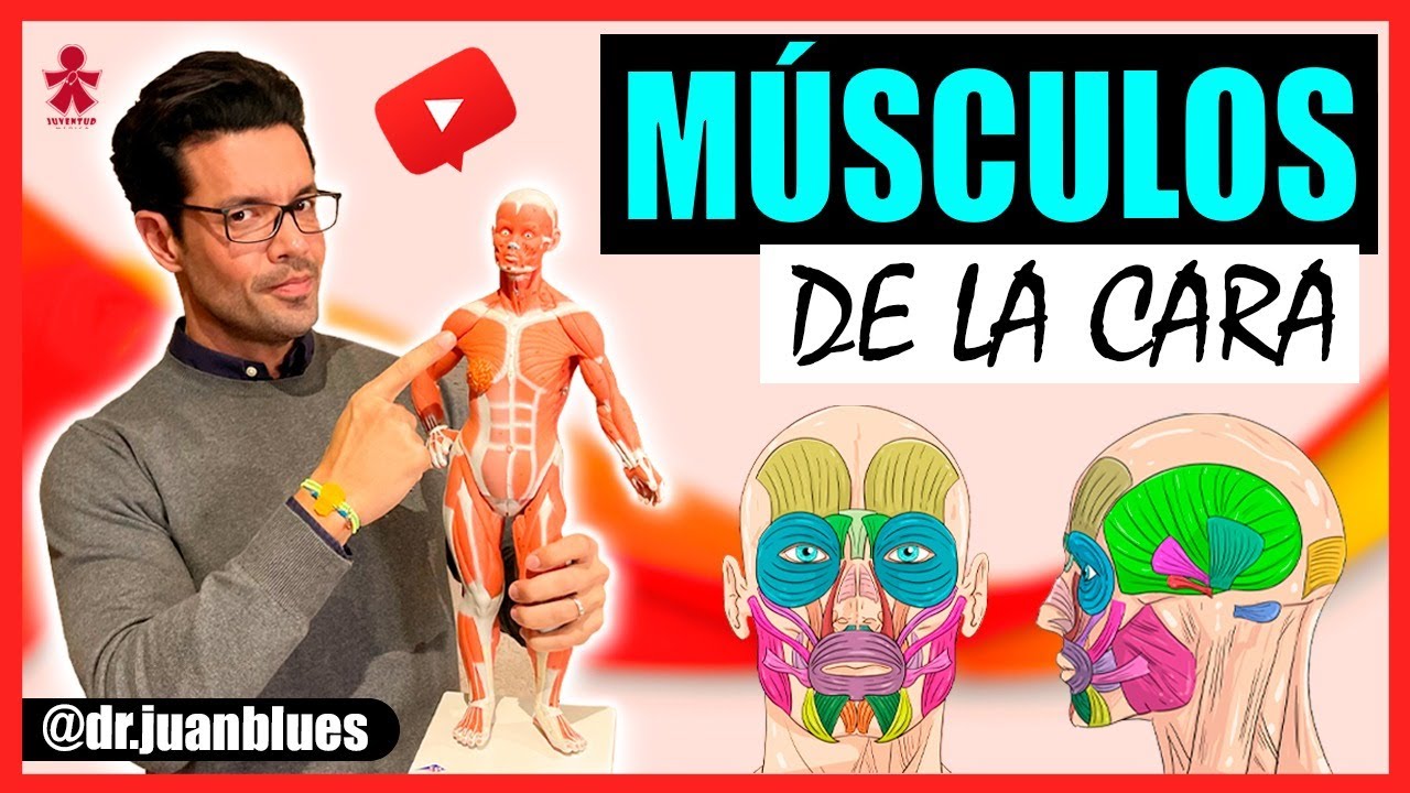 accion de los musculos de la cara