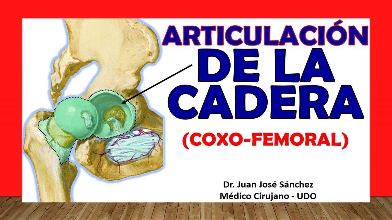 anatomia de la articulacion de la cadera