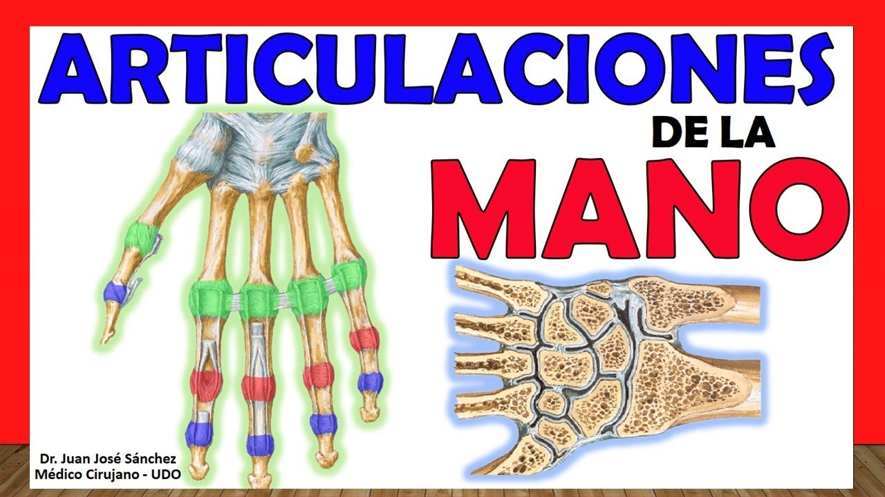 anatomia de los dedos de la mano