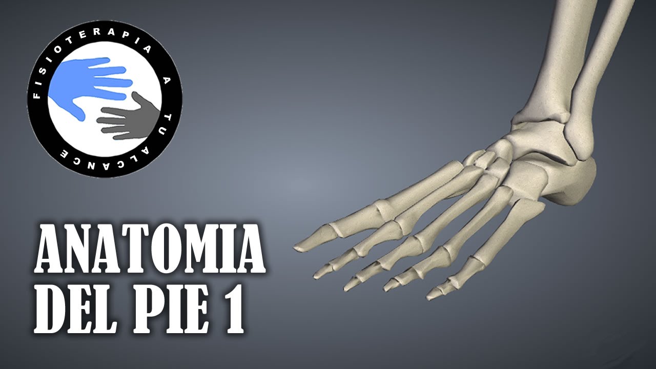 anatomia del pie huesos y musculos
