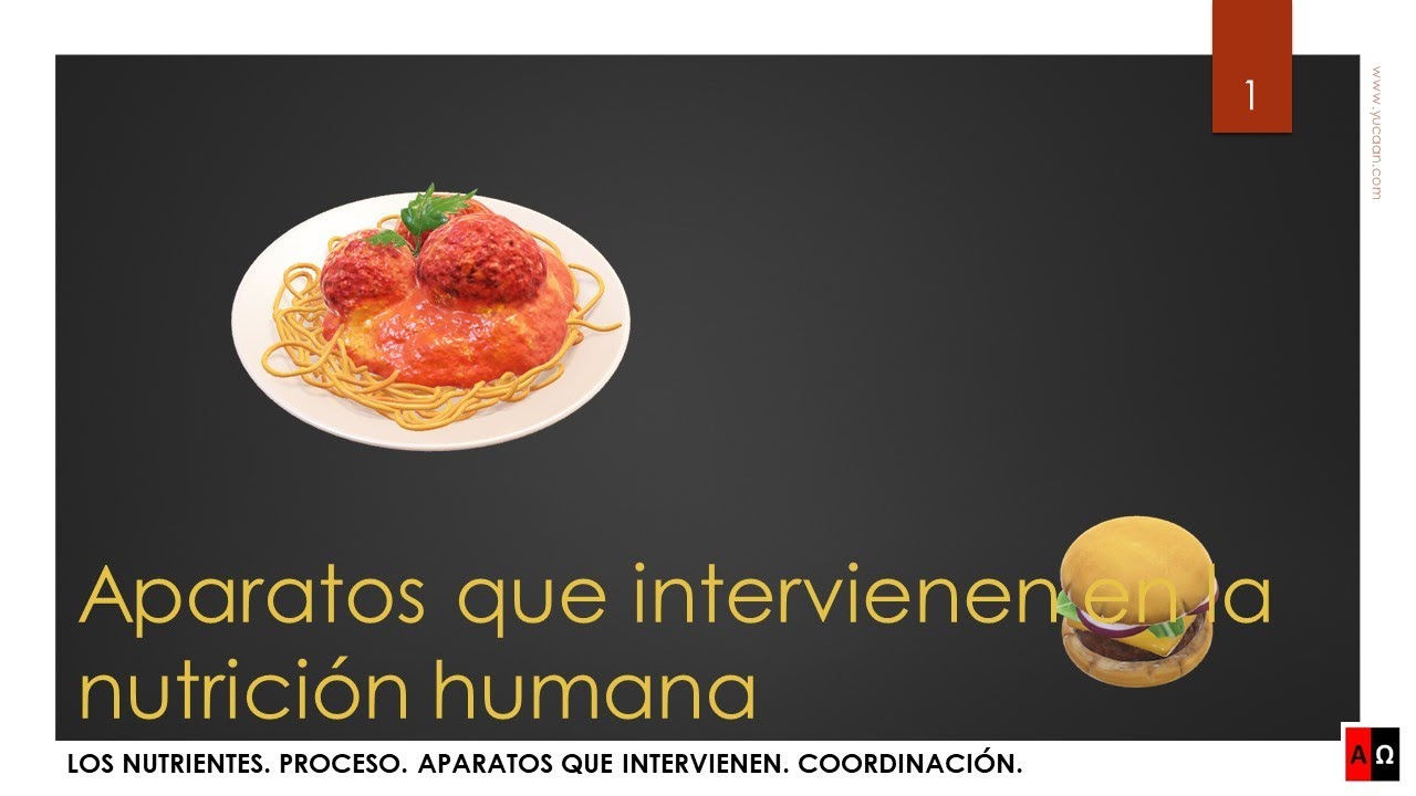 aparatos o sistemas que intervienen en la nutricion