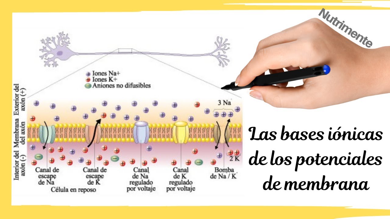 bases ionicas del potencial de accion