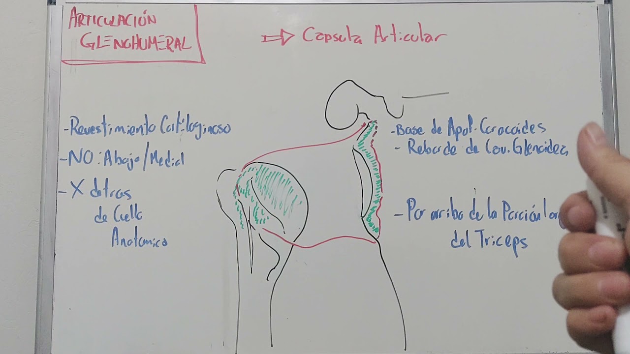 capsula articular de la articulacion glenohumeral