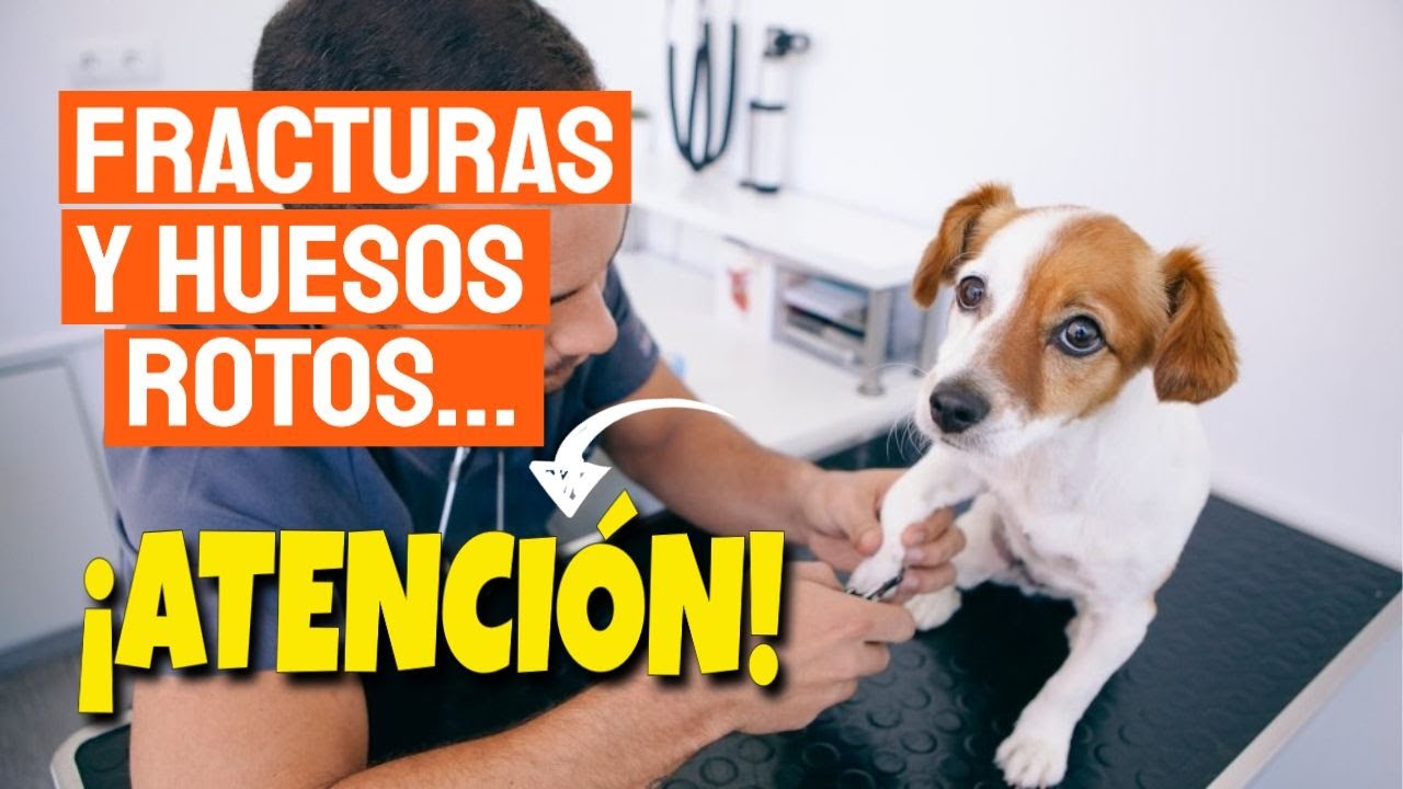 como curar un dedo roto de un perro