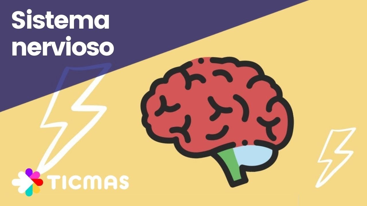 como se organiza el sistema nervioso