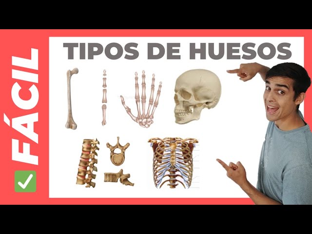 cual es el hueso mas corto del ser humano