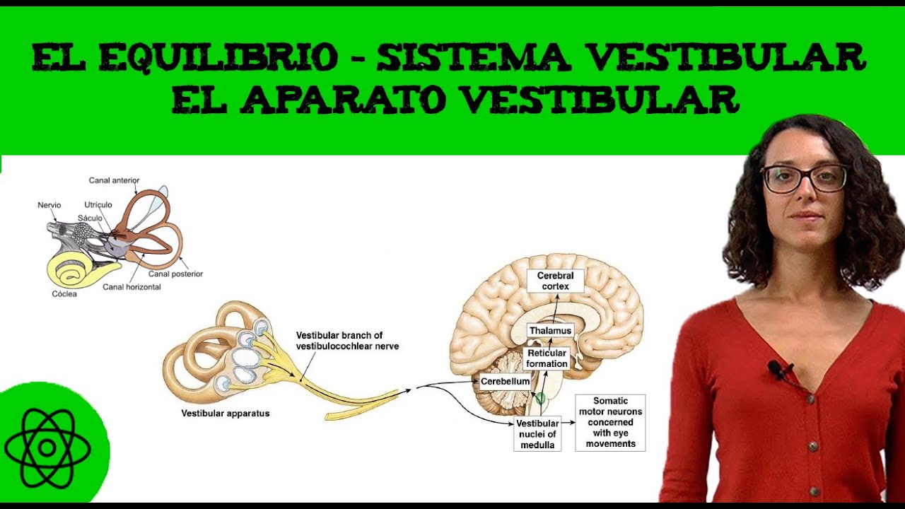 cual es el organo encargado del equilibrio