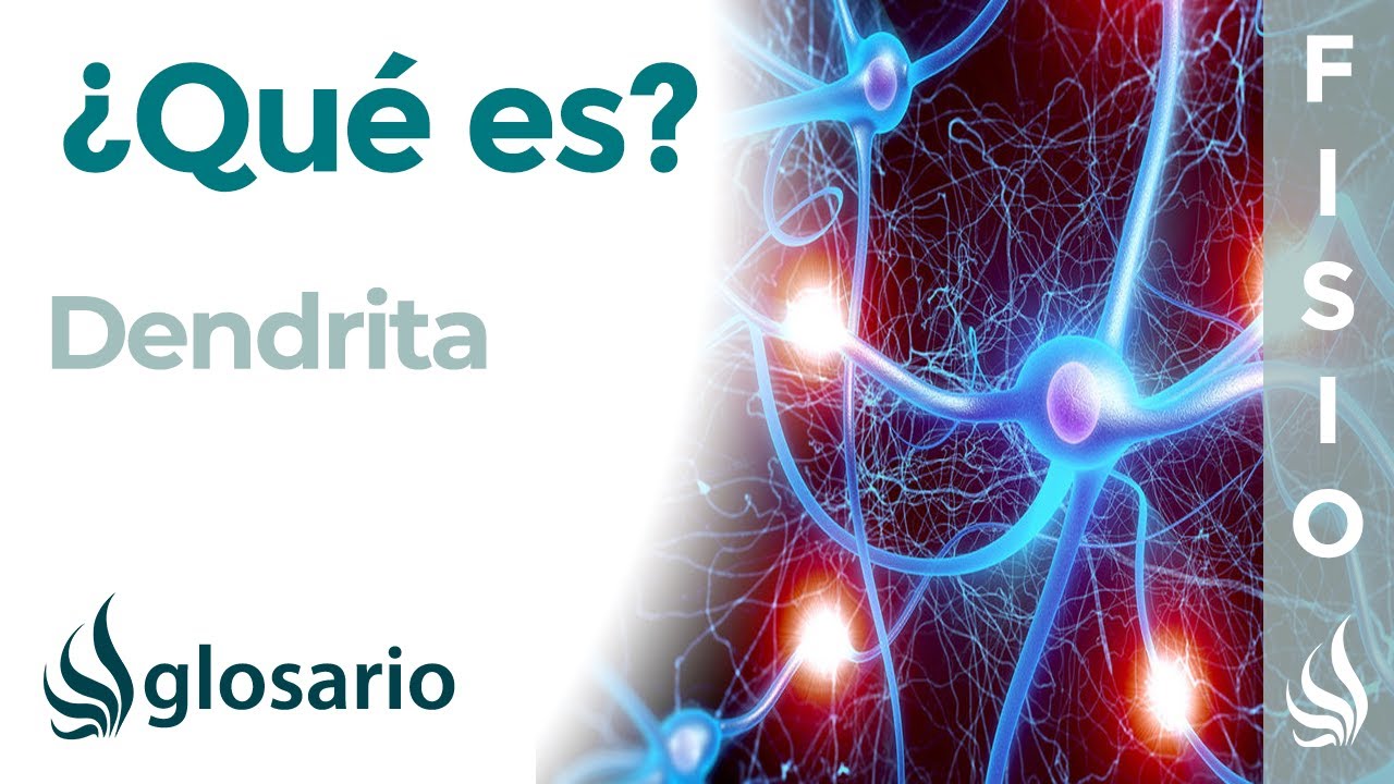 cual es la funcion de dendritas