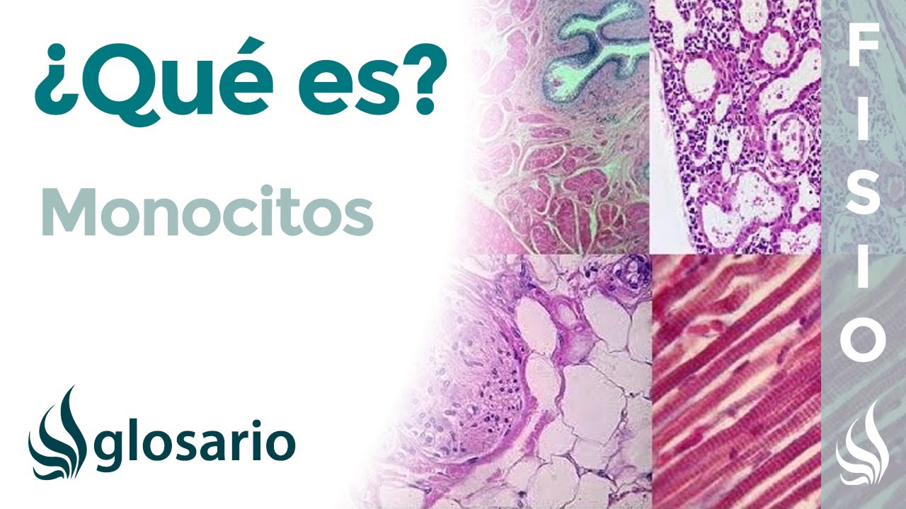cuál es la función de los monocitos