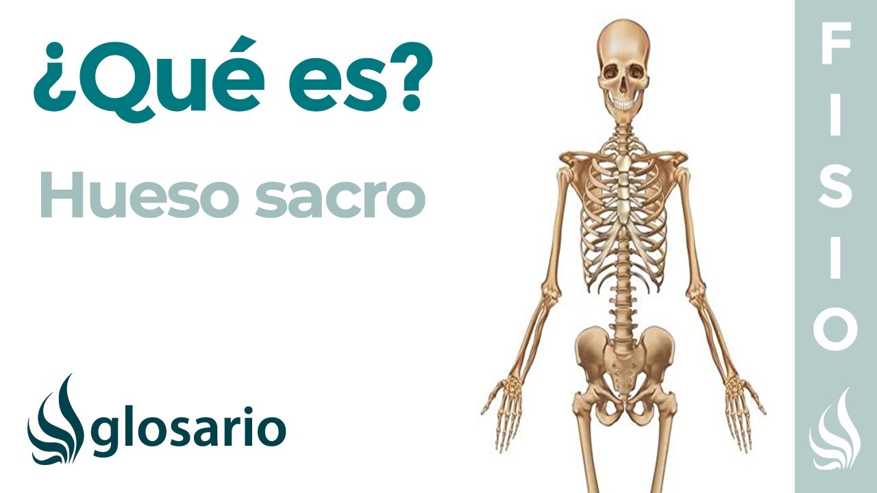cual es la funcion del hueso sacro