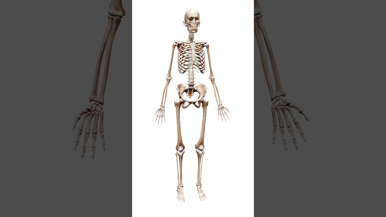 cuales son las extremidades inferiores del cuerpo humano