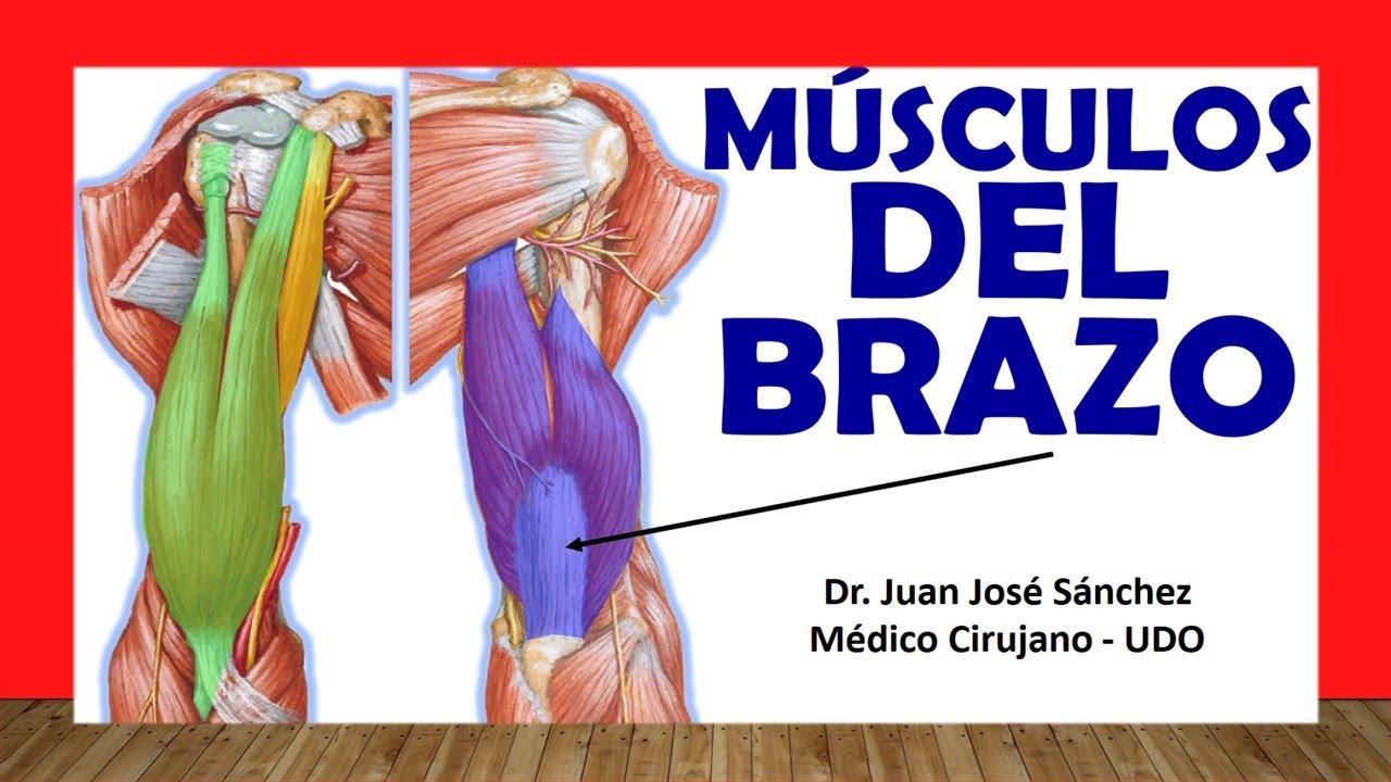 cuales son los musculos biceps y triceps