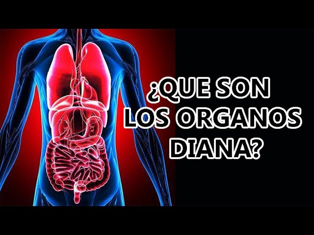 cuales son los organos diana del cuerpo humano