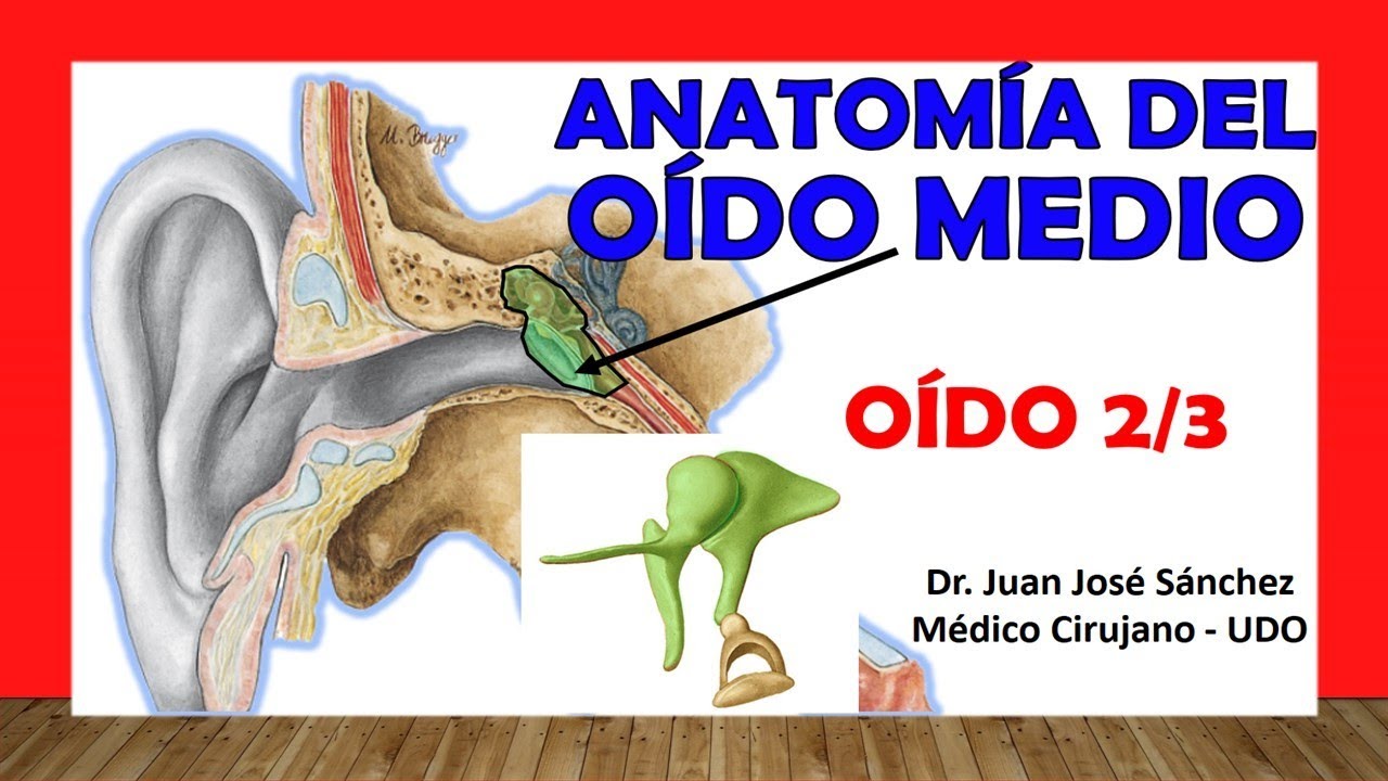 cuáles son los tres huesos del oído medio