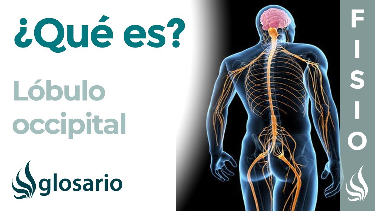 de que se encarga el lobulo occipital