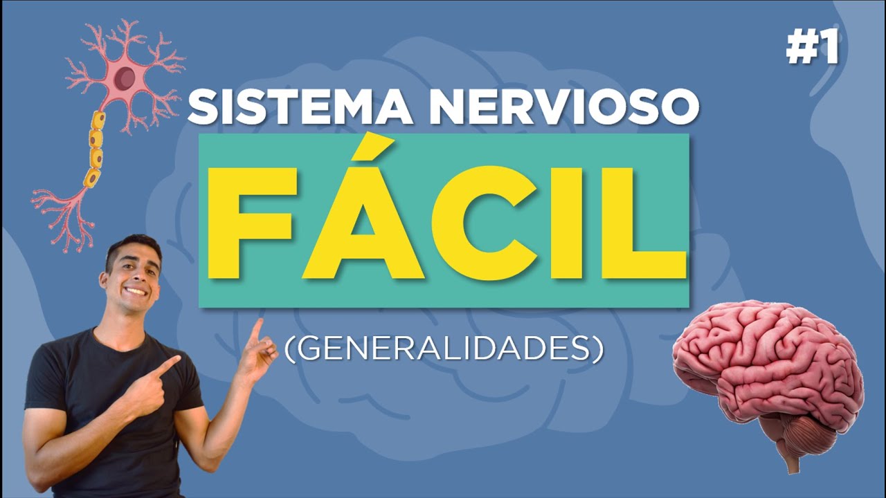 diferencias entre sistema nervioso central y periférico