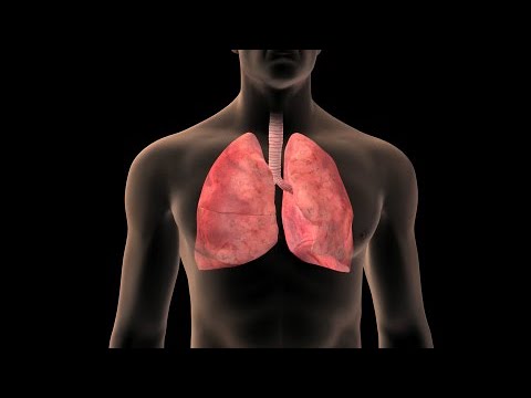 donde estan los pulmones atras o adelante