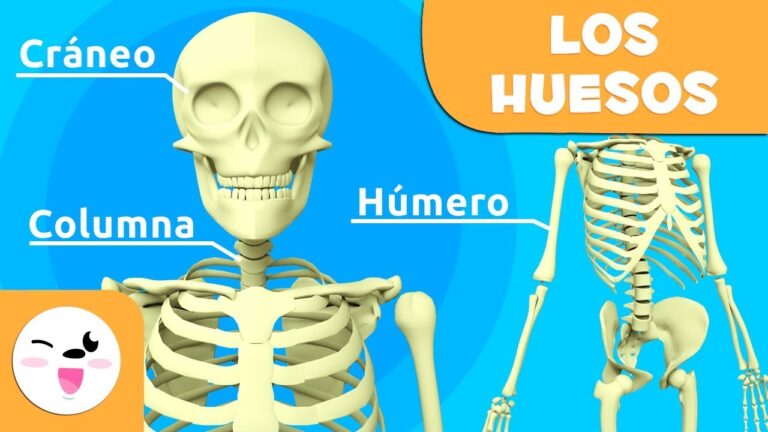 El Esqueleto Humano y Sus Partes: Guía Completa sobre la Anatomía Ósea