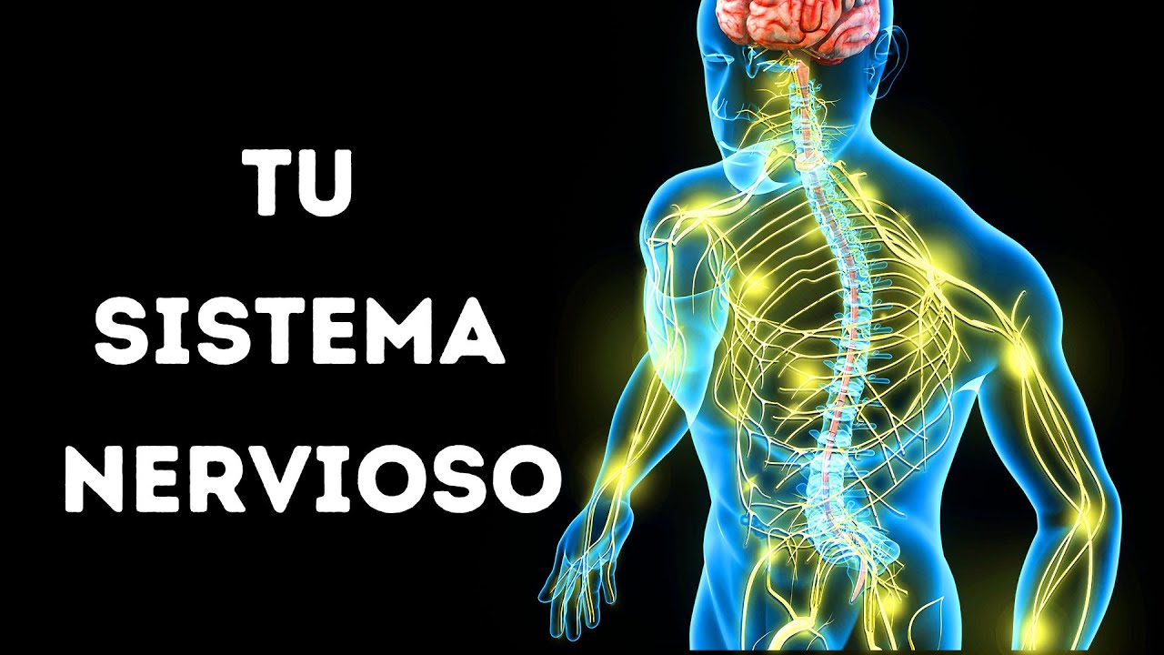 el sistema nervioso es el encargado de recibir los