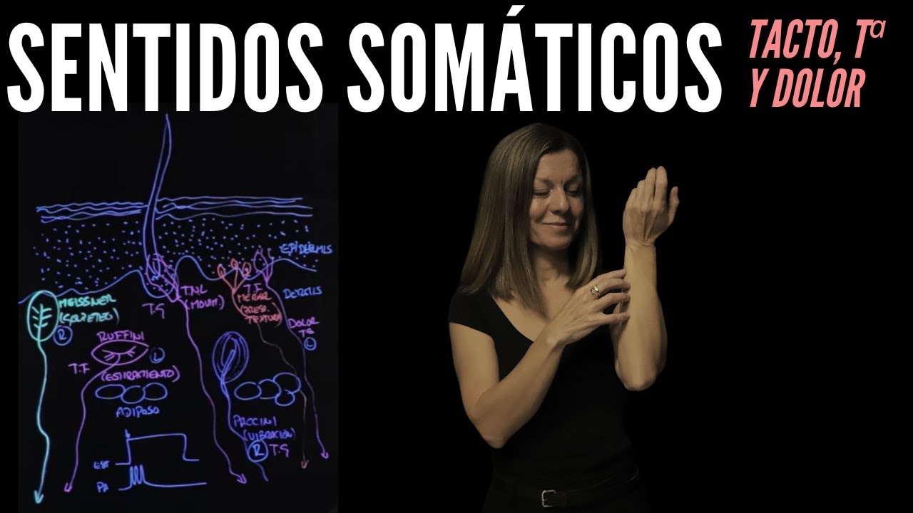 el tacto y el sistema nervioso