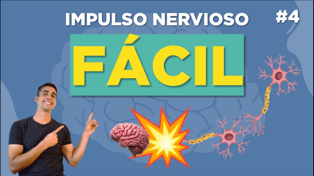 esquema de la transmision del impulso nervioso