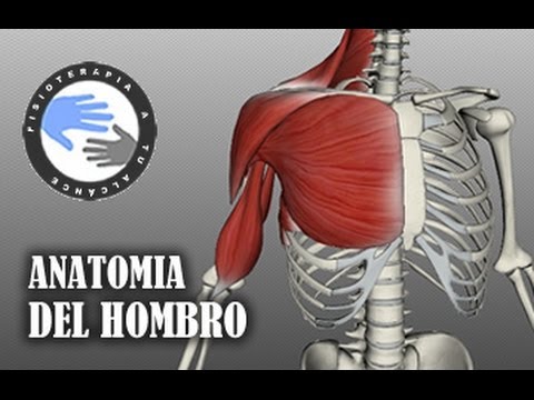 funcion de los musculos del hombro