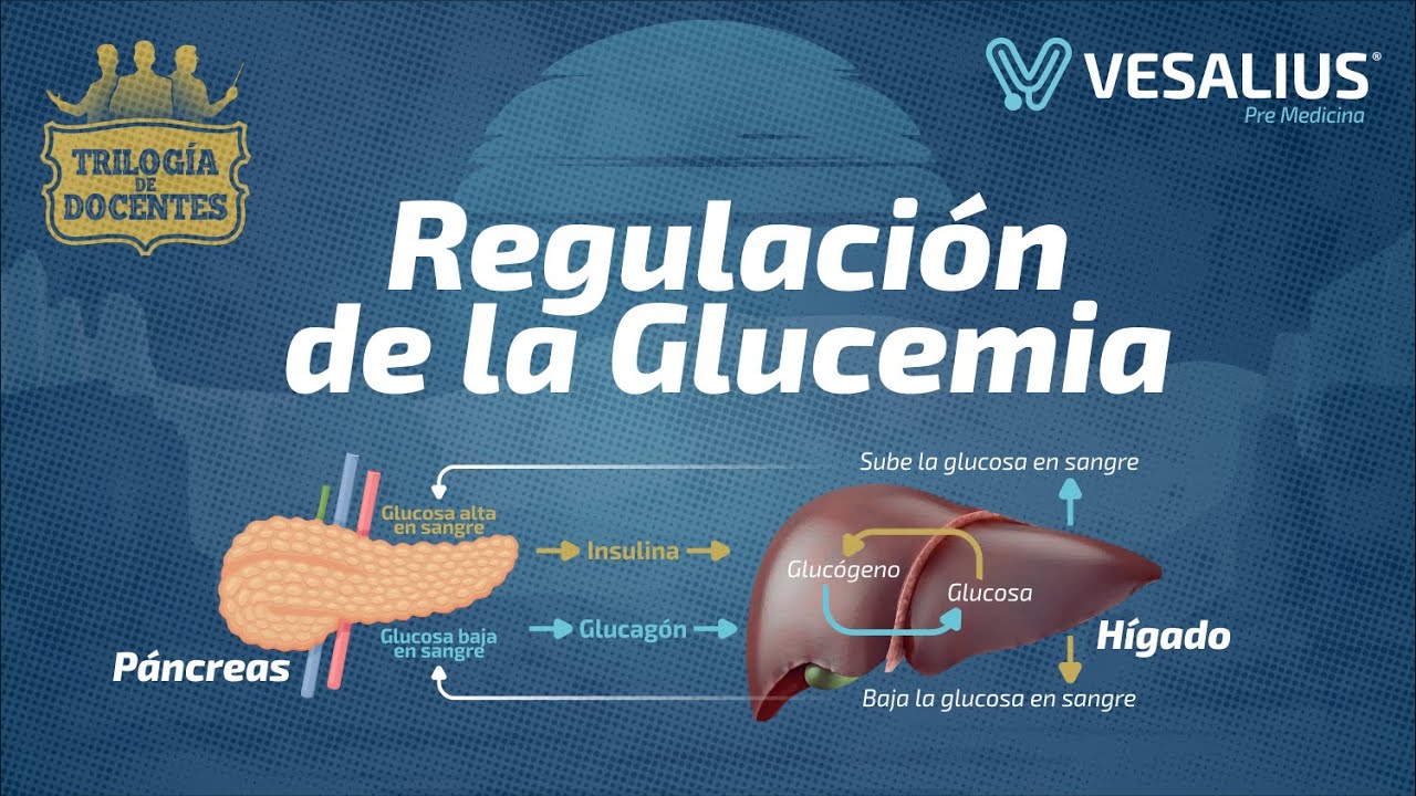 hormona que regula la glucosa en sangre