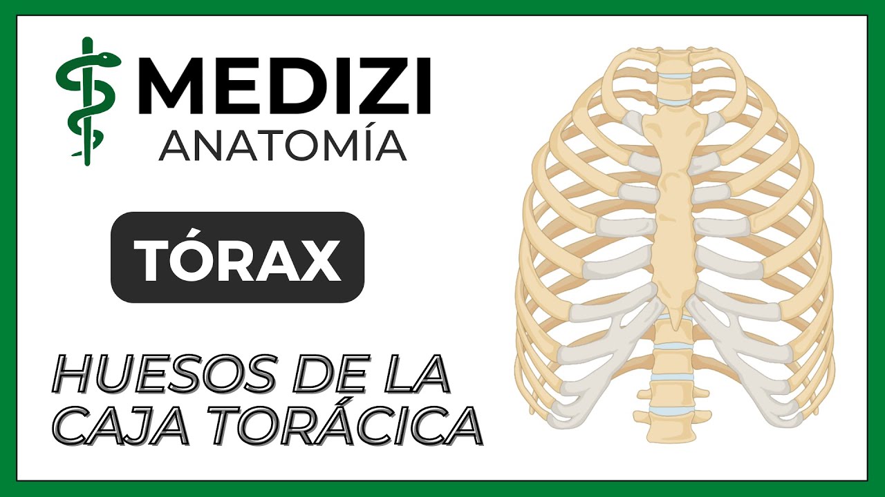 huesos del torax y sus partes