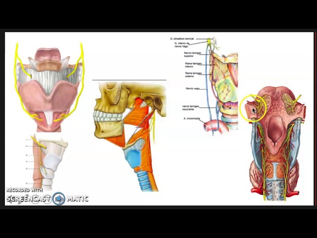 irrigacion e inervacion de la laringe