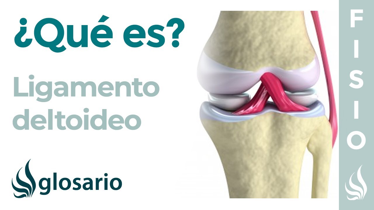 ligamento lateral interno o ligamento deltoideo