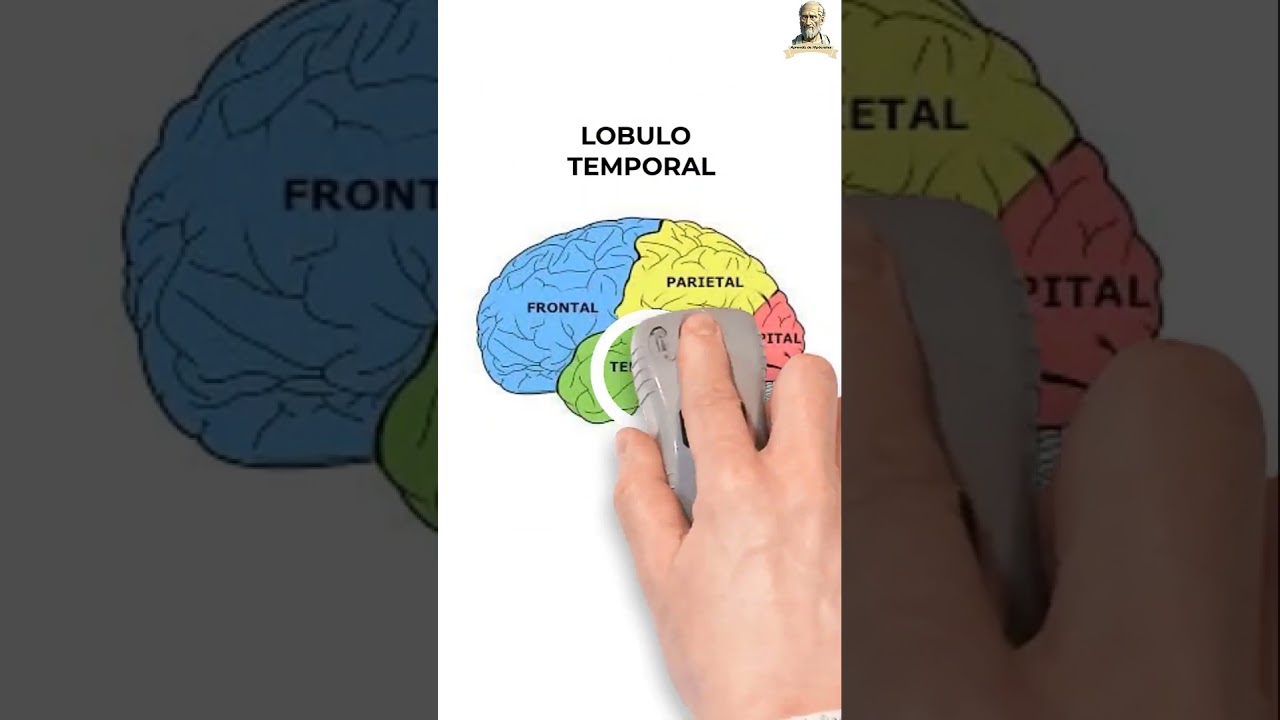lobulo frontal parietal occipital y temporal