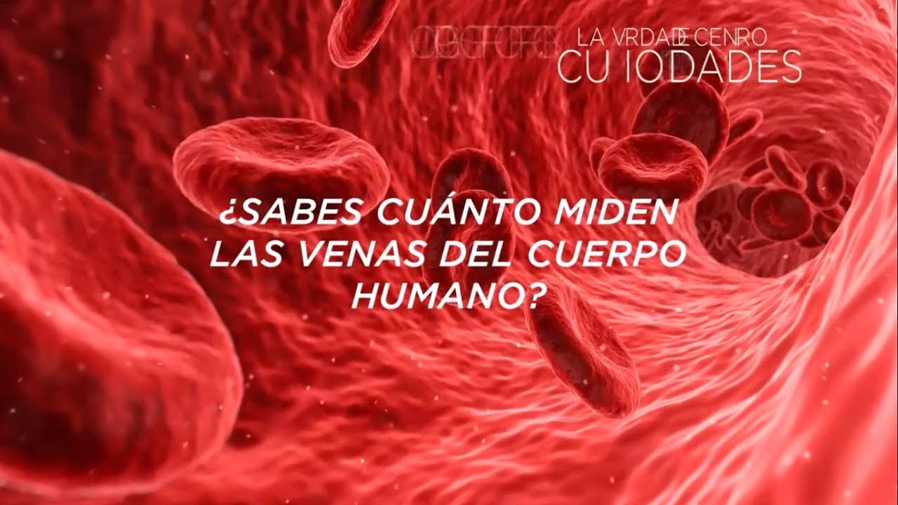 longitud de las venas del cuerpo humano