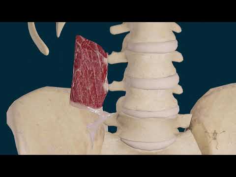 musculos de la columna vertebral lumbar