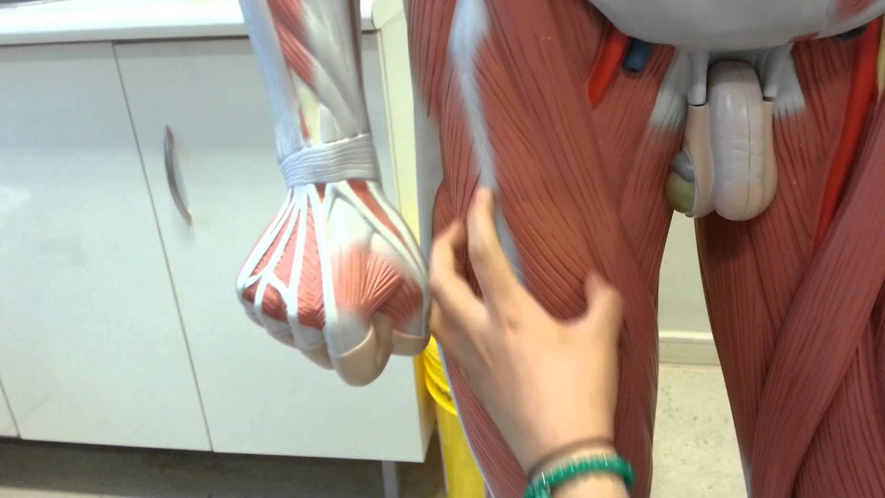 musculos de la region anterior del muslo