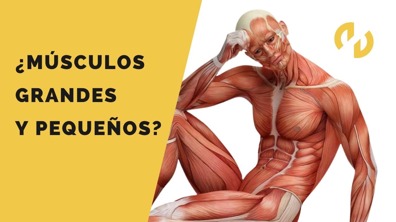 músculos mas grandes del cuerpo humano