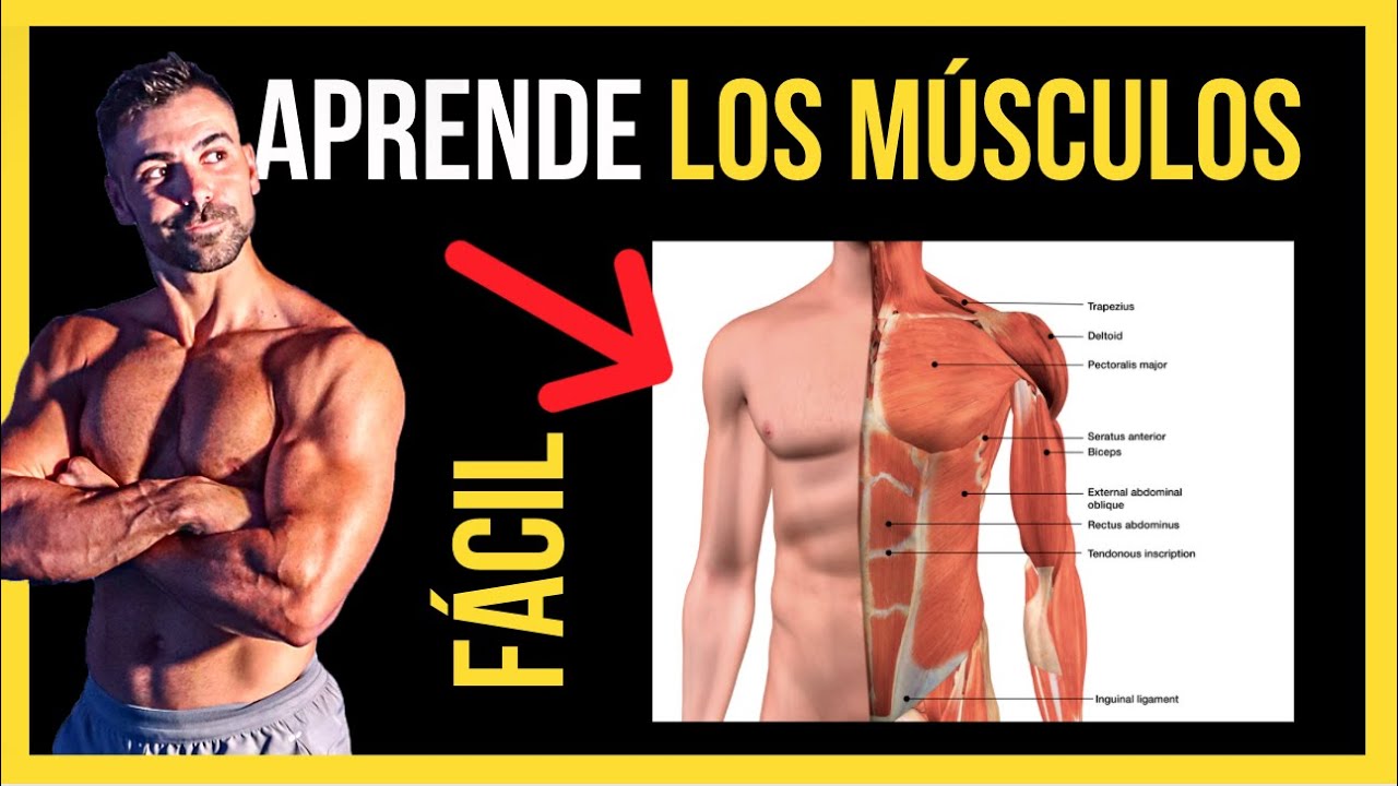 nombres de los musculos del cuerpo