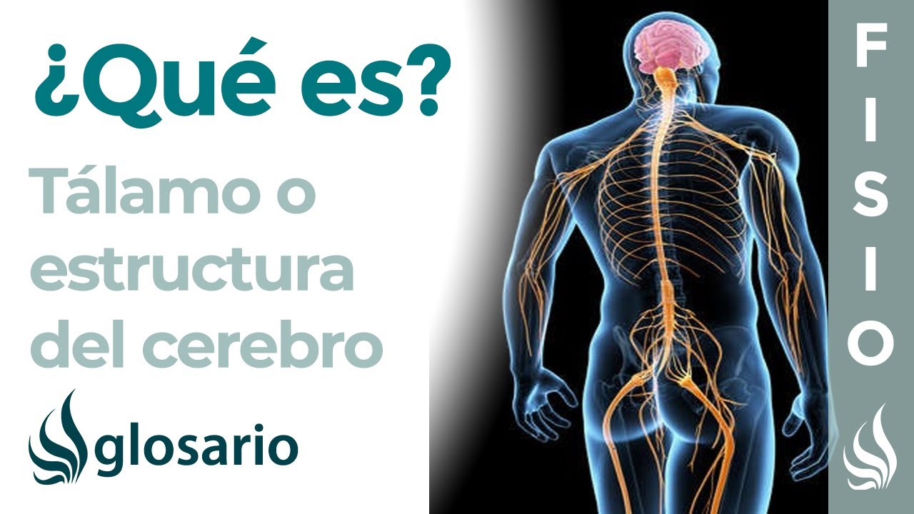 núcleos del tálamo y sus funciones