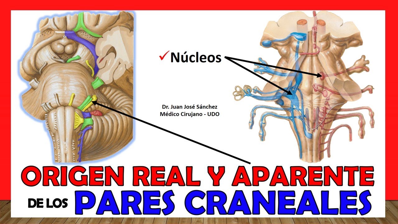 origen aparente y real de los pares craneales