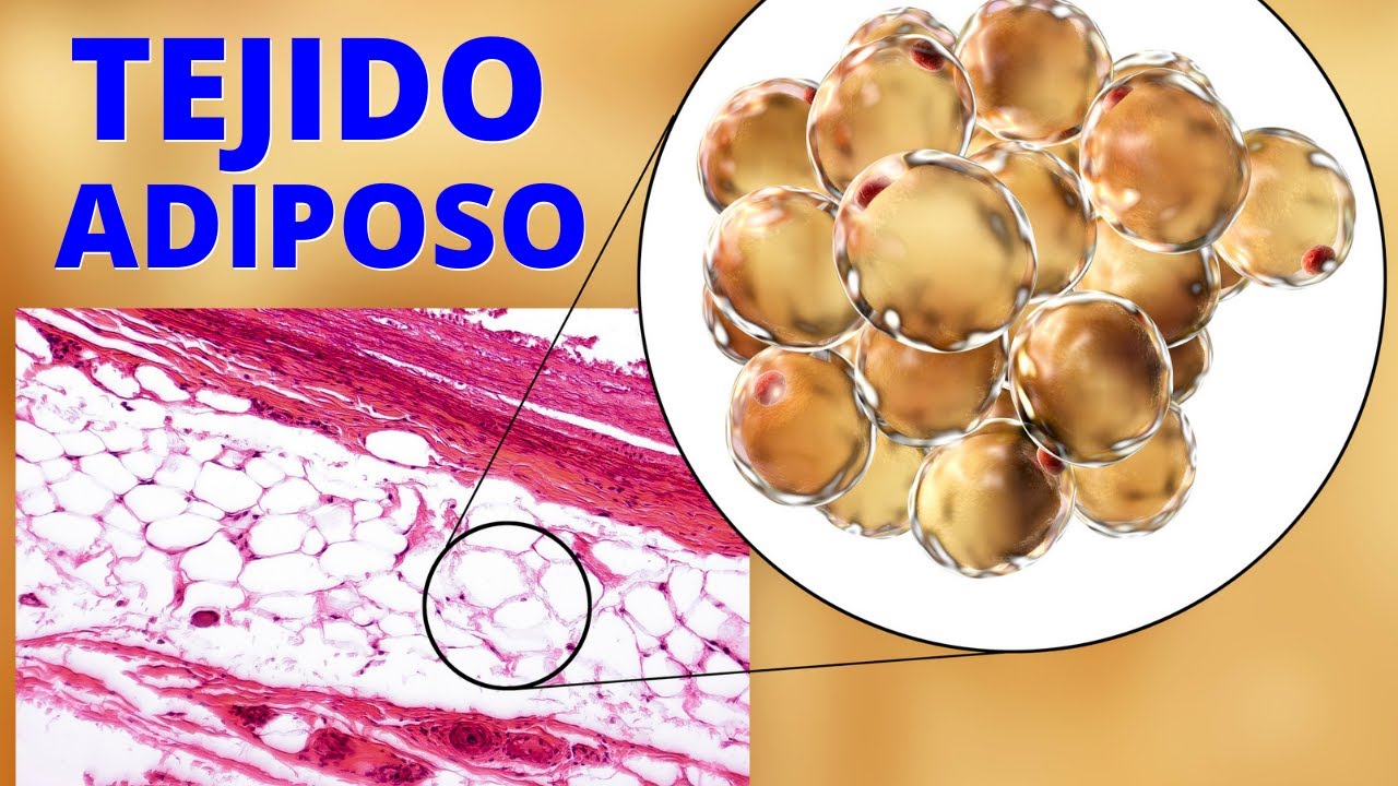 para que sirve el tejido adiposo