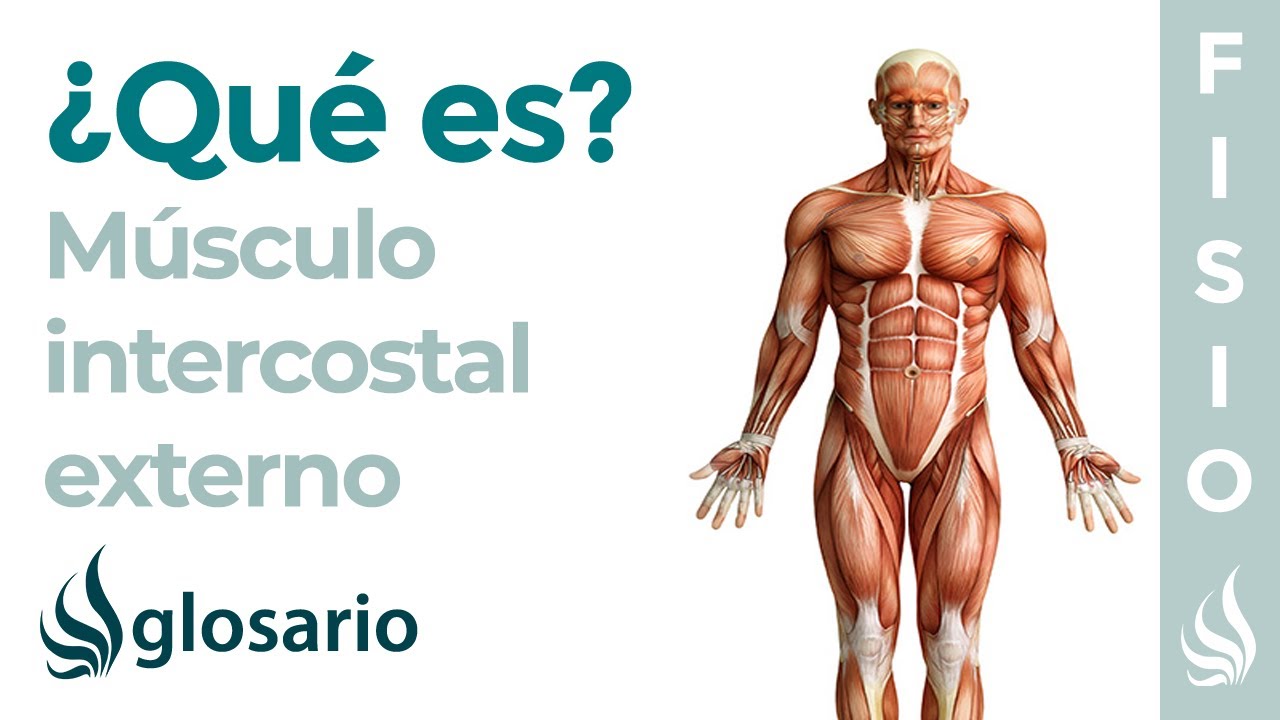 para que sirven los musculos intercostales