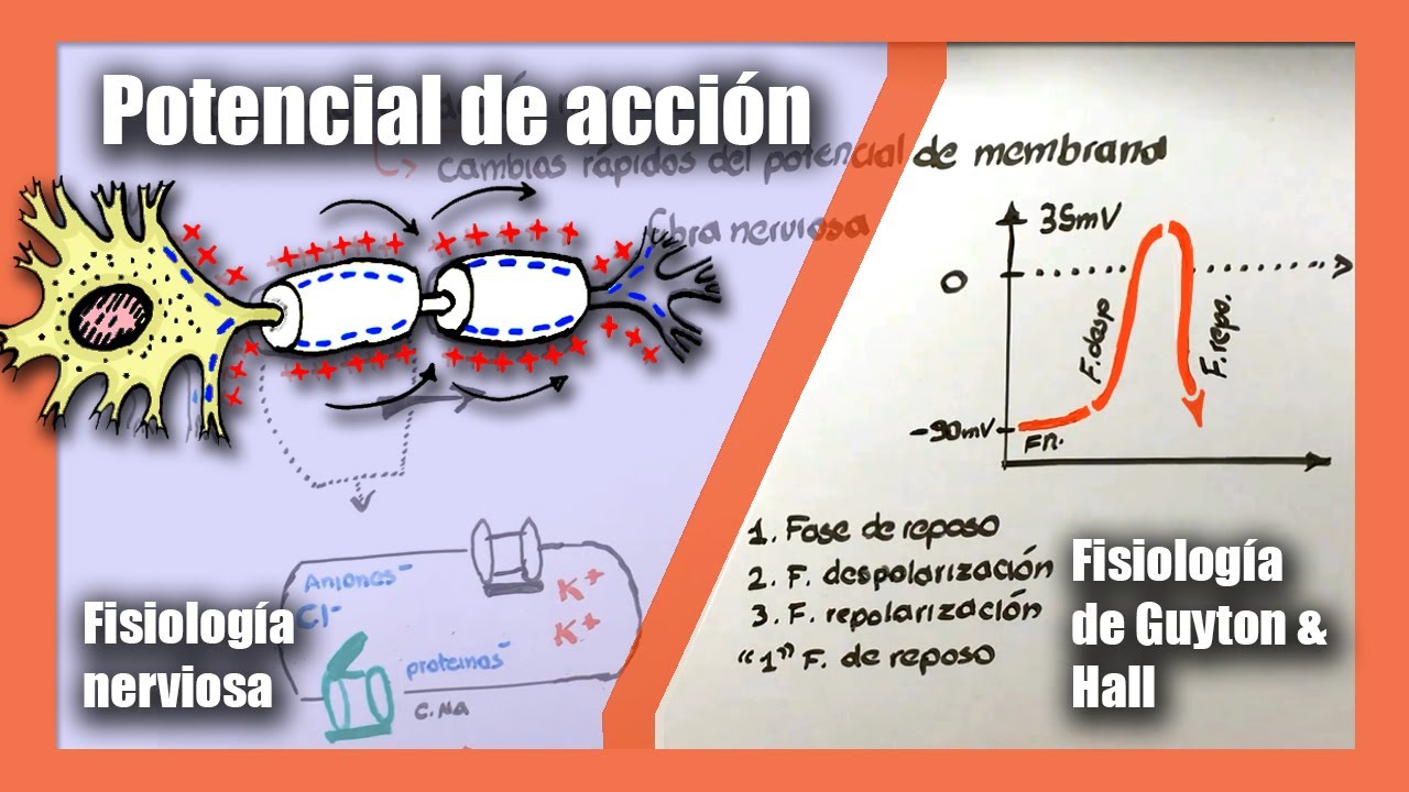 potencial de accion sodio y potasio