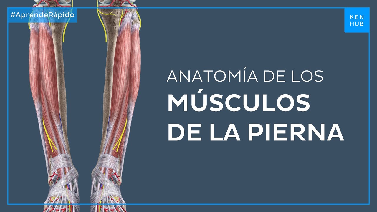 que musculos hay en las piernas