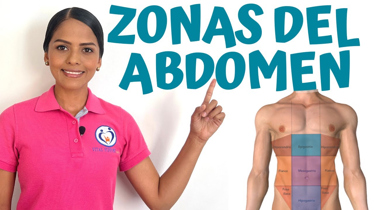 regiones del abdomen y sus órganos